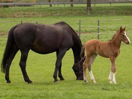 horses on a german meadow photo