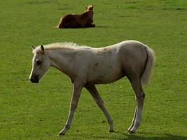 horses in the german munsterland photo