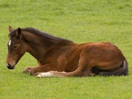 potros y caballos en Alemania foto