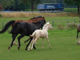 potros y caballos en Alemania foto