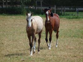 Horses in westphalia photo