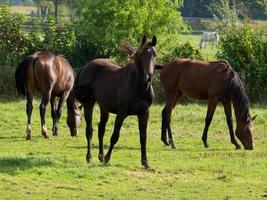 caballos en el alemán Munsterland foto