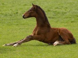 Horses on a german meadow photo