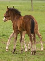 horsea and foals photo