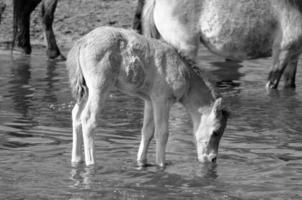 horses in westphalia photo