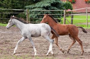 caballos en el muensterland alemán foto