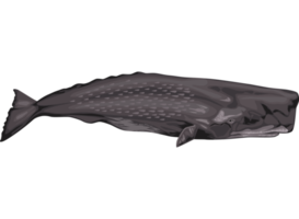 sperm whale sealife png