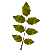 Leaves Clip art Design, can be used this design to print on greeting cards, frames, mugs,  shopping bags etc. whatever you want. png