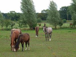 Horses in westphalia photo