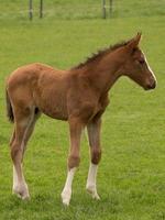 Horses on a german meadow photo