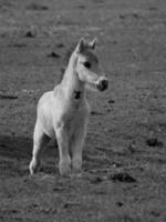 wild horses on a field photo