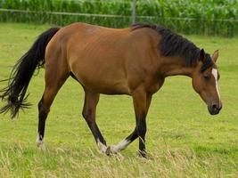 horses on a german meadow photo