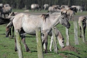 Horses on a german meadow photo