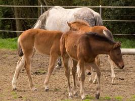 caballoa y potros foto