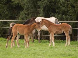 foales and horses in germany photo