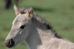 caballoa y potros foto