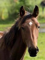 caballos en el alemán Munsterland foto