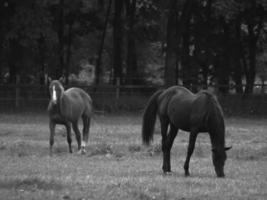 horses in westphalia photo
