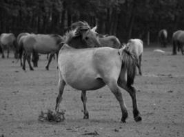 Horses on a german field photo