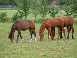 Horses in westphalia photo