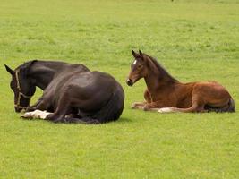 Horses on a german meadow photo