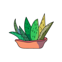 mano disegnato cartone animato scarabocchio cactus png