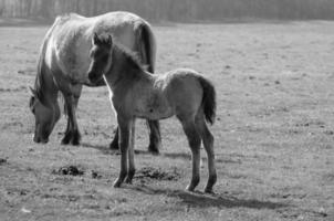 horses on a german meadow photo