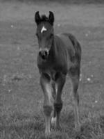 muchos caballos en Alemania foto