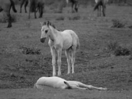 wild horses on a german field photo