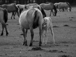 wild horses in germany photo