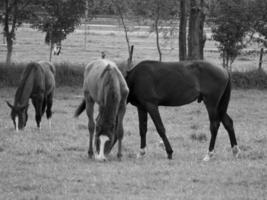 caballos en Alemania foto