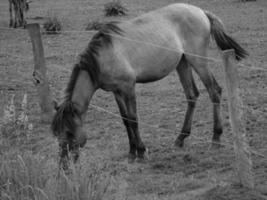 wild horses on a german field photo