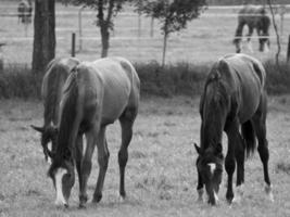 Horses in germany photo