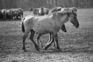 salvaje caballos en un campo foto