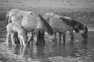 wild horses on a field photo