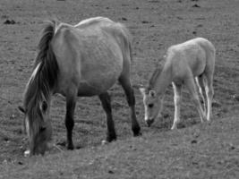 wild horses on a field photo