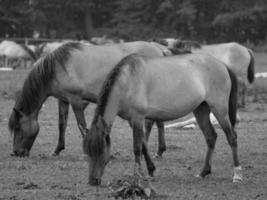 wild horses on a german field photo