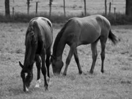 Horses in germany photo