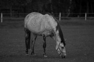 many horses in germany photo