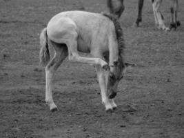 wild horses on a german field photo