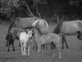 salvaje caballos en un alemán campo foto