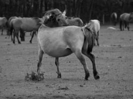 wild horses in germany photo