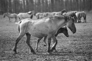 wild horses on a field photo