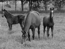 caballos en un campo en Alemania foto