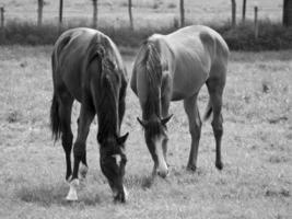 caballos en Alemania foto