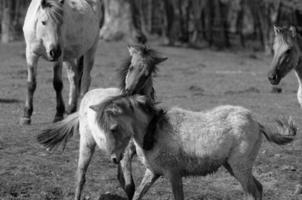 wild horses on a field photo