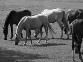 Horses on a german field photo