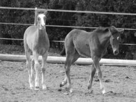 horses and foals in germany photo