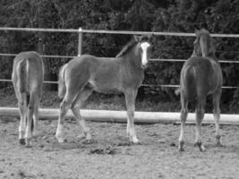 horses and foals in germany photo