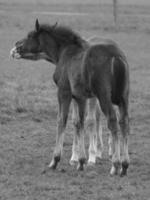 caballos en un prado alemán foto